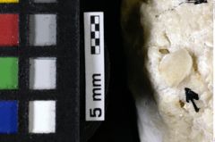 Foto (Detailansicht) von ? Isopoda indet. (NHMW-GEO-1990-0041-0097)